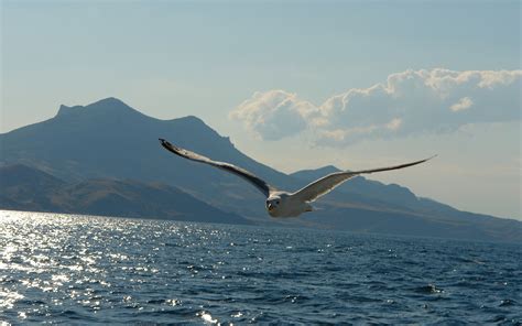 Seagull Flying Hd Desktop Wallpapers 4k Hd