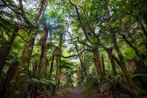 New Zealand Forest Stock Image Colourbox