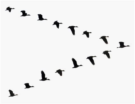 Flock Of Geese Png Goose Flying Silhouette Png Transparent Png Kindpng
