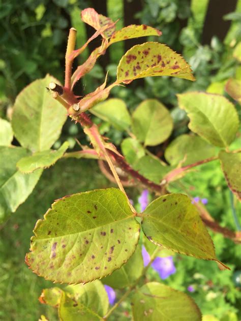 Whats Wrong With My Rose — Bbc Gardeners World Magazine