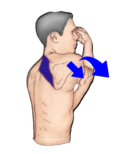 Shoulder Muscles Shoulder Muscles Anatomy Of The Neck Rhomboid