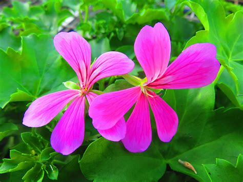 무료 이미지 자연 꽃잎 여름 녹색 식물학 담홍색 플로라 야생화 제라늄 관목 펠라 고늄 매크로 사진 꽃 피는 식물 연간 공장 육상 식물