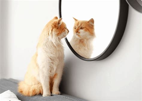 Why Do Cats Ignore Mirrors Cat Breeds Faq