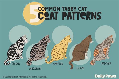 Your Tabby Cat Personality Guide Petscreening