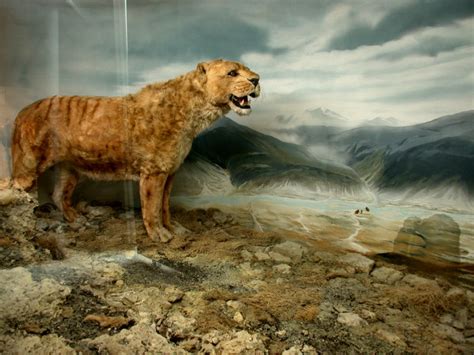 Flora And Fauna Of Caves Cave Lion