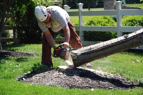 3 Stump Grinding Facts Cost Important Info And Finding A Service In