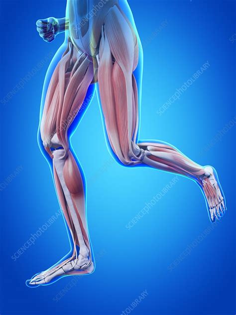 Human Leg Muscles Illustration Stock Image F0108505 Science