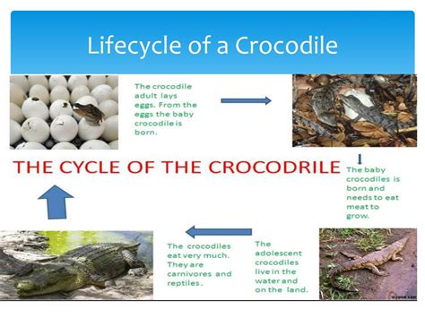 Saltwater Crocodile Life Cycle