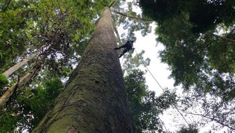 Worlds Tallest Tropical Tree Longer Than Football Field About Islam