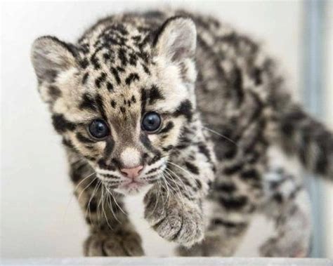 Beautiful Baby Clouded Leopard Clouded Leopards Pinterest