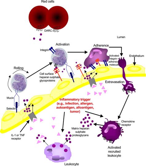 Chemokine Regulation Of Leukocyte Movement 31 Download Scientific