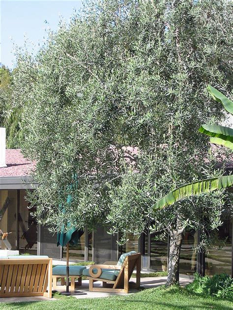 Swan hill bed and breakfast. Olea europaea 'Swan Hill'