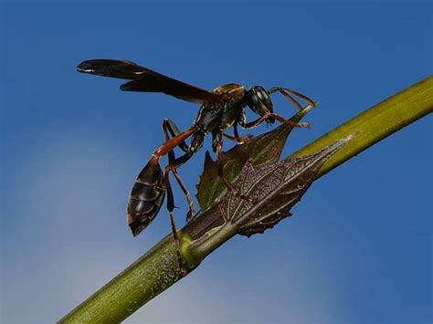 A Comprehensive Guide To Mud Daubers In New Jersey Nj Stinging Insects