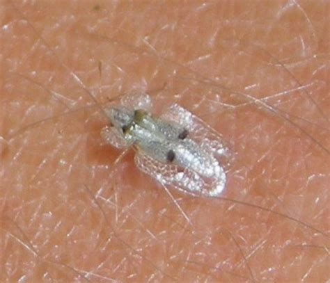 Whats This Very Small Transparent Bug Corythucha Ciliata Bugguidenet