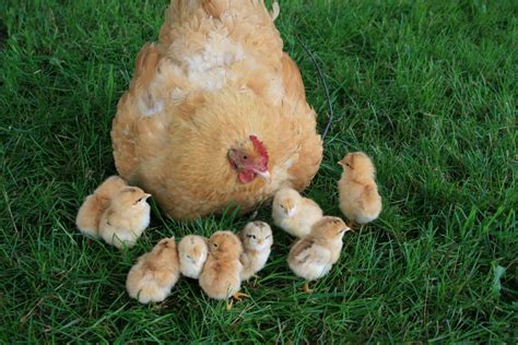 Squash Blossom Farm Here A Chick There A Chick Everywhere A Chick Chick