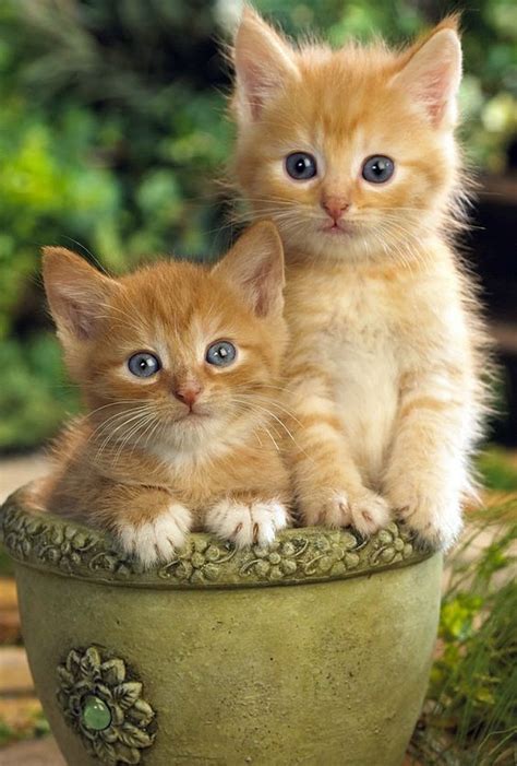 Adorable Kittens 😺 Cats Photo 41680215 Fanpop