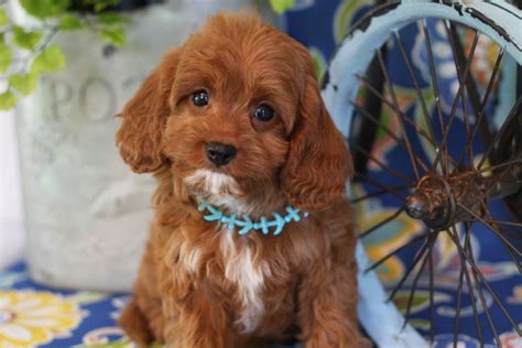 Parkers precious puppies has a variety of cavapoo puppies to choose from. Cavapoo — Foxglove Farm