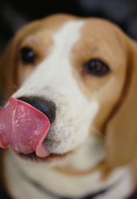 Things You Should Know About Your Dogs Nose
