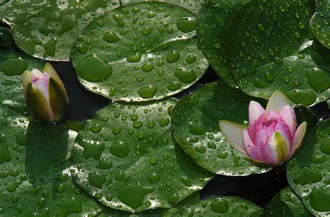 Hd Wallpaper Lily Pads And Pink Lotus Flower Water Lilies Buds