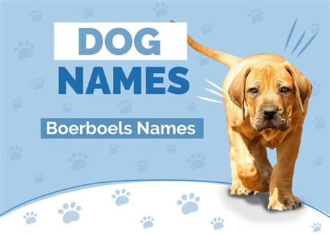 130 Amazing Names For Boerboels Our Top Interesting And Fun Options