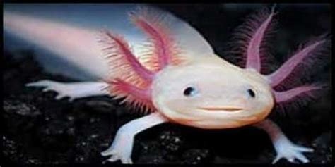 Articles 5 Stars Fish Aloksolutl Or Salamander Which Is