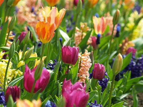 Flowers Spring Tulip · Free Photo On Pixabay