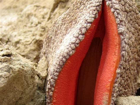 10 Things In Nature That Look Like A Vulva