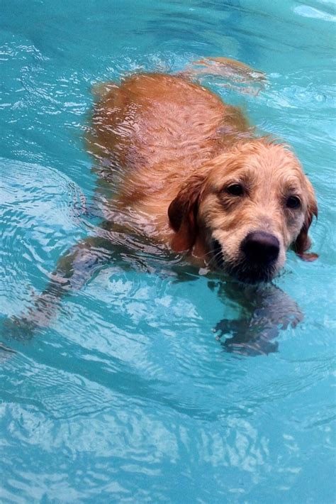 On These Hot Summer Days Riley Loves Swimming In The Pool Most