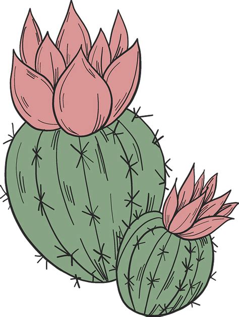 Blooming cactus clipart. Free download transparent .PNG | Creazilla png image