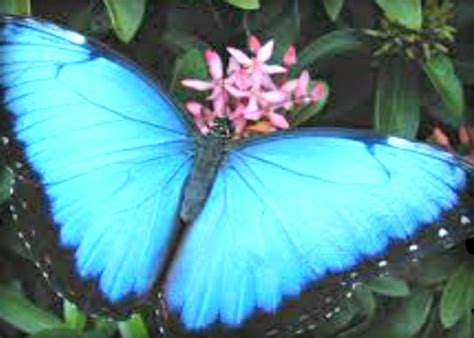 Blue Morpho Butterfly Morpho Lycaeides Argyroggnomon Blue Butterfly