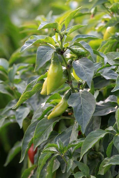 Green Fresh Chili Pepper Plant Stock Image Image Of Fresh Plant