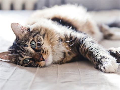 Find out how much different surgeries cost for dogs and cats, and whether pet insurance will cover them. Feline Chylothorax - May Cause Breathing Problems in Cats