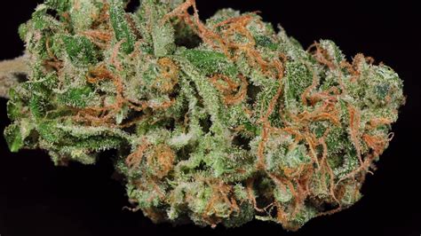 Pineapple Express The Story Behind The Strain Wikileaf