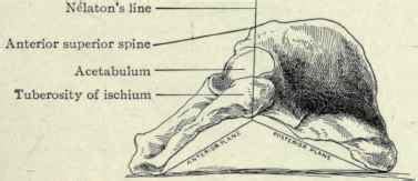 We summarized global nelaton trading companies. Dislocations Of The Hip