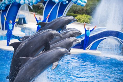 Seaworld Orlando Debuts New Hit Show Dolphin Days Seaworld Parks