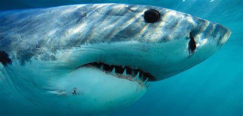 Are We Overvaluing Reef Sharks Hakai Magazine