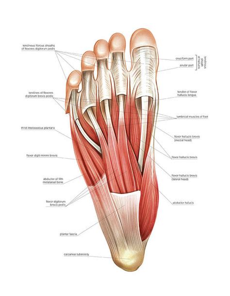 Interosseous Muscles Of The Foot Art Print By Asklepios Medical Atlas
