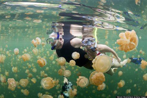 11 Jellyfish Facts That Are Just As Mesmerizing As The Creatures