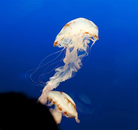 Marine Jellyfish In An Aquarium 6672 Stockarch Free Stock Photo Archive