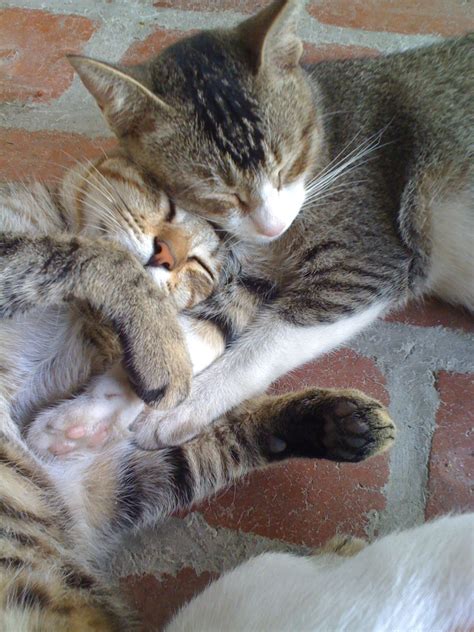 Filecute Cat Sleeping With Kitten Wikimedia Commons