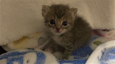 生後2週間の子猫の様子ミルクトイレ New Born Cat 2 Weeks Old Baby💗 Youtube
