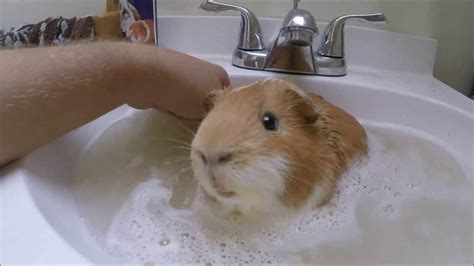 Despite their common name, these animals are not in the pig family, nor are they from guinea. Guinea Pig Shampoo Alternatives: Keep Your Pig Clean!