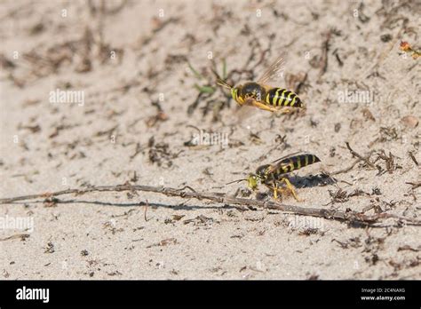 Sand Wasps Searching For Nest Tunnels Stock Photo Alamy