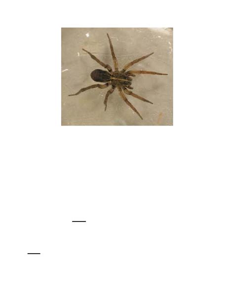 Treat A Brown Recluse Spider Bite Environmental Injuries