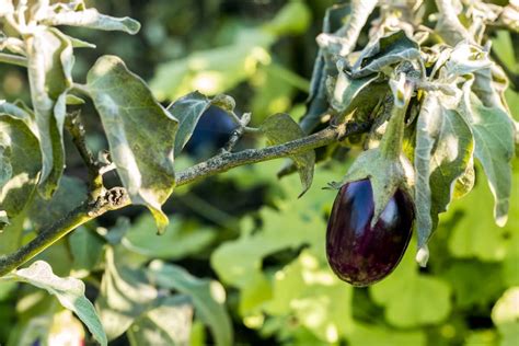 Brinjal Pest And Disease Management Control With Chemical Biological