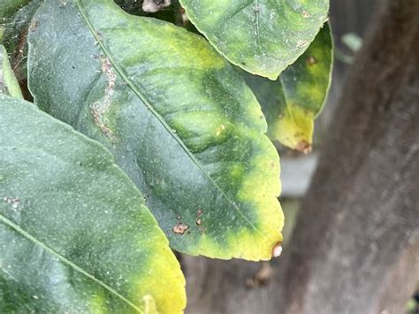 Lime Leaves Turning Yellow Heres Why And How To Fix It Couch To