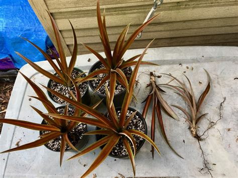 Red Spineless Ornamental Pineapple 6 Offsets For Sale Palmtalk