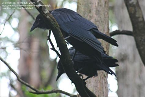Bird Pictures Forest Raven Corvus Tasmanicus By Kennedyh