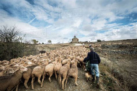Rear View Of Male Shepherd Herding Sheep While Walking On Field Against
