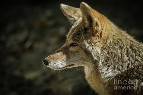 Coyote Portrait Photograph By Webb Canepa Fine Art America